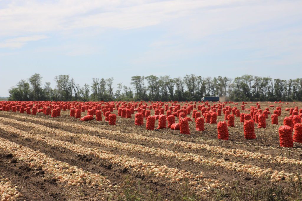 Цибуля в Україні, виготовлення сушеної цибулі як бізнес