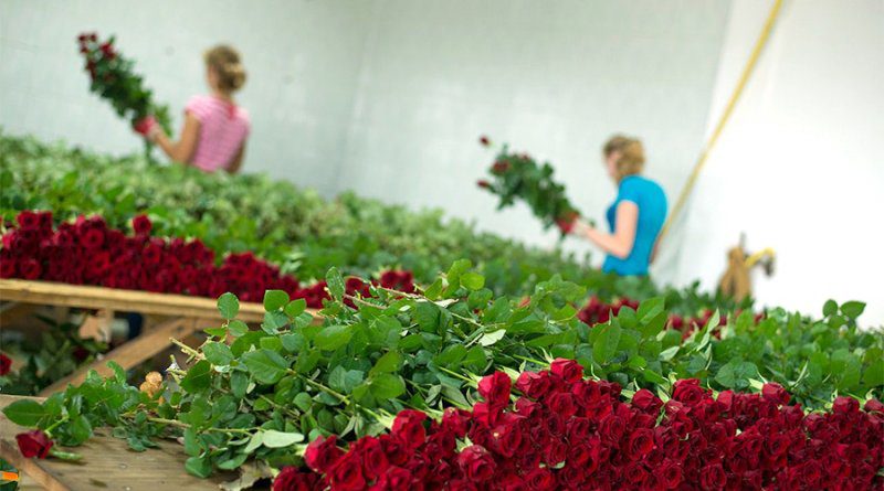 Вирощування квітів для продажу як бізнес ідея