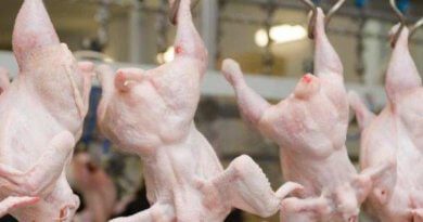 Українські виробники курятини не здали позицій імпортерам