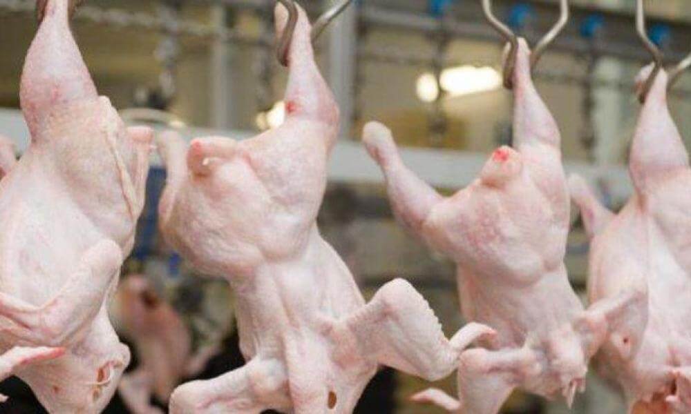 Українські виробники курятини не здали позицій імпортерам