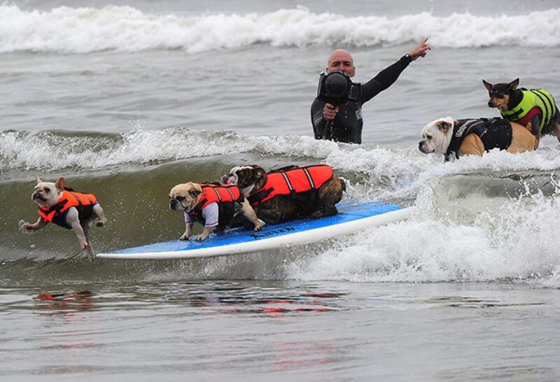 Серфінг для собак та посада інструктора
