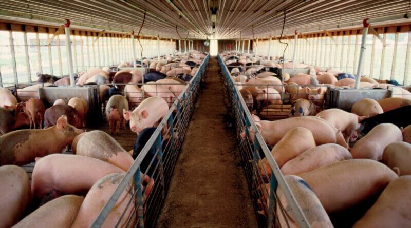 Вирощування свиней як бізнес
