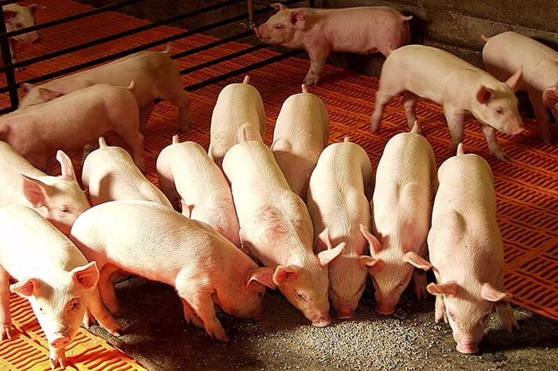 вирощування свиней як бізнес, вирощування свиней в Україні