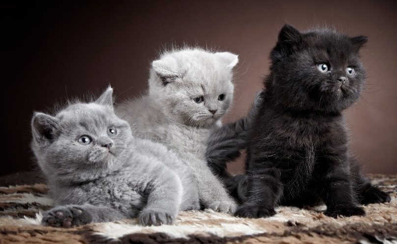 обираємо ім'я для котика, кішки, кошеня, як назвати кошеня, варіанти імен для котів, ім'я для кота хлопчика 2022, ім'я для кота дівчинки 2022, котячі імена, як назвати кішку, ім'я для кота хлопчика на удачу, імена для котів