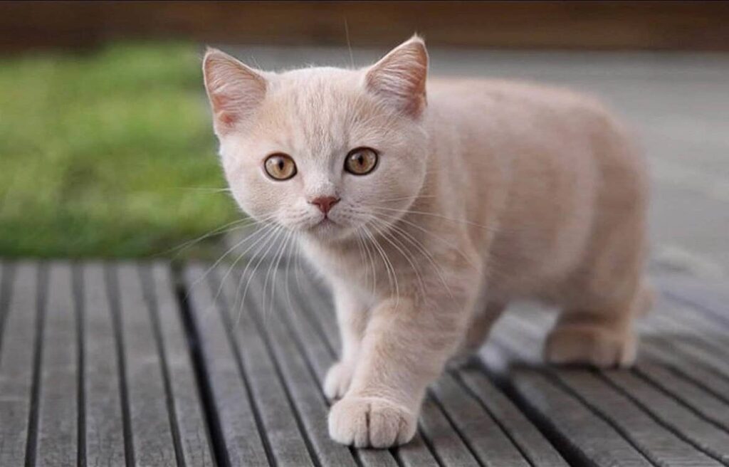 популярні котячих імена, котячі імена, як назвати котика, ім'я для кота хлопчика 2022, ім'я для кота дівчинки 2022, котячі імена, як назвати кішку, ім'я для кота хлопчика на удачу, імена для котів