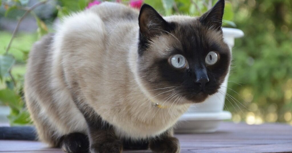 Як можна назвати кота сіамської породи, оригінально, імена для кішок